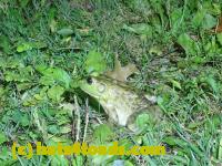 /home//u458753944/public_html/sourcegallery//////////////////////////Frogs/Bullfrogs 2020-09 Upper Merion/P9280681.JPG
